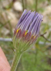 Garuleum bipinnatum