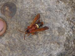 Sesiidae