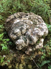 Laricifomes