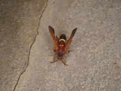 Sesiidae
