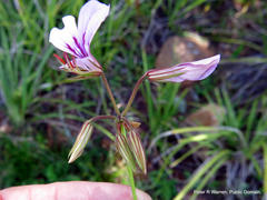 Pelargonium multicaule multicaule