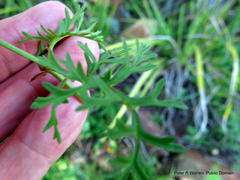 Pelargonium multicaule multicaule
