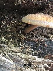 Pluteus granularis