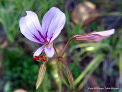 Pelargonium multicaule multicaule