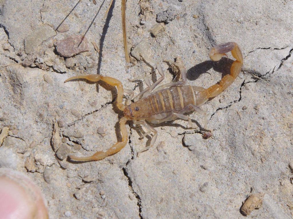 Swollen-claw Lesser-Thicktail Scorpion