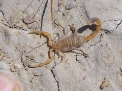 Uroplectes tumidimanus