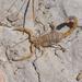 Swollen-claw Lesser-Thicktail Scorpion - Photo (c) Alex Dreyer, some rights reserved (CC BY-NC), uploaded by Alex Dreyer