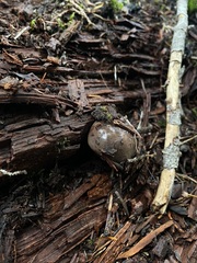 Lactarius kauffmanii