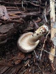 Lactarius kauffmanii