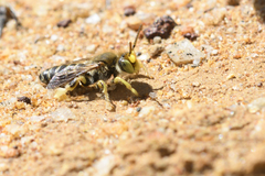 Neopasiphae mirabilis
