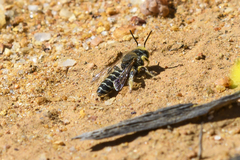 Neopasiphae mirabilis