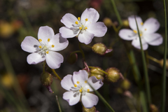 Drosera eremaea