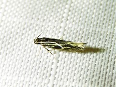 Eralea albalineella