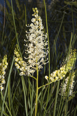 Grevillea stenobotrya
