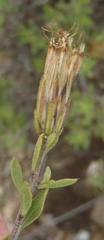 Pegolettia retrofracta