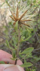 Pegolettia retrofracta