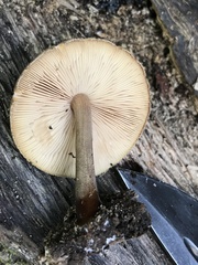 Pluteus granularis