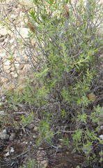 Pegolettia retrofracta