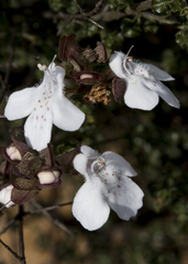 Prostanthera prostantheroides