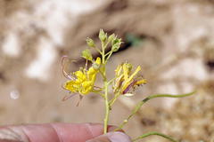 Cleome foliosa lutea