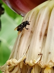 Trigona nigerrima