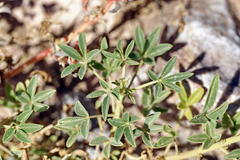 Cleome foliosa lutea