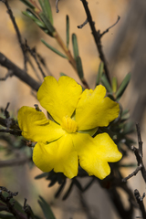 Hibbertia hypericoides
