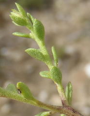 Pegolettia retrofracta