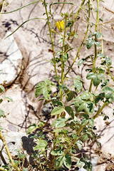 Cleome foliosa lutea