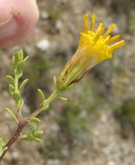 Pegolettia retrofracta