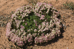 Lechenaultia macrantha