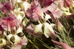 Lechenaultia macrantha