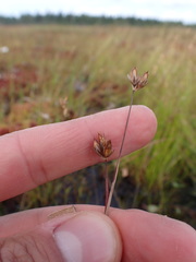 Juncus stygius americanus