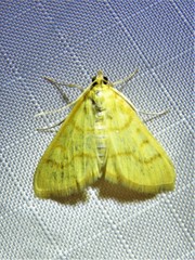 Helvibotys helvialis