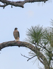Accipiter cooperii