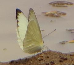 Appias epaphia contracta