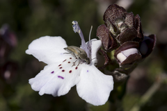 Prostanthera prostantheroides