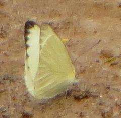 Appias epaphia contracta