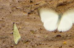 Appias epaphia contracta