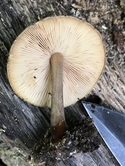 Pluteus granularis