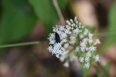 Acoloithus falsarius