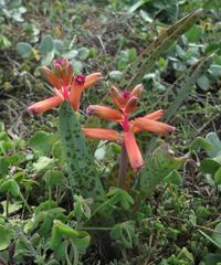 Lachenalia bulbifera