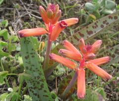 Lachenalia bulbifera