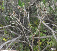 Tylecodon ventricosus