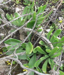Tylecodon ventricosus