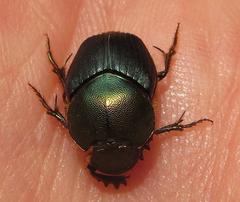 Proagoderus aciculatus