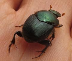 Proagoderus aciculatus