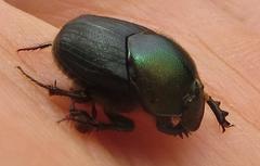 Proagoderus aciculatus