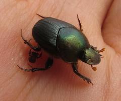 Proagoderus aciculatus