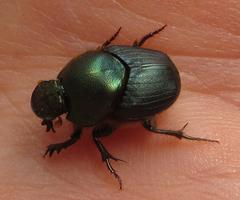 Proagoderus aciculatus